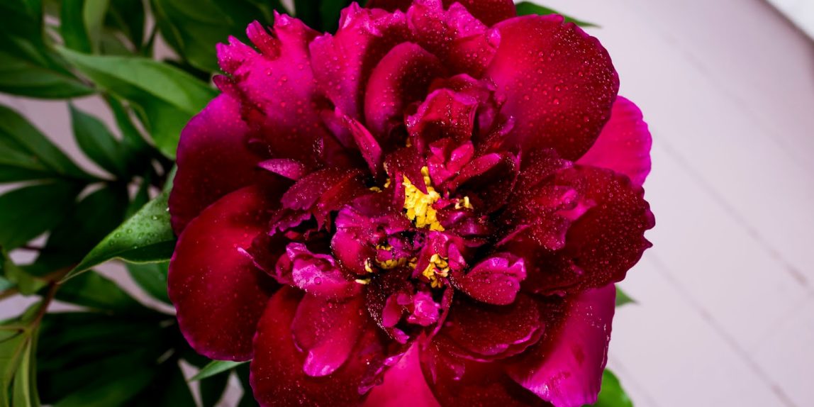 красный пион