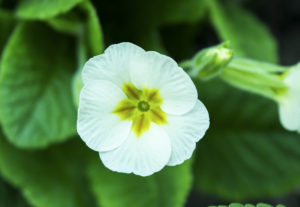 полевые цветы