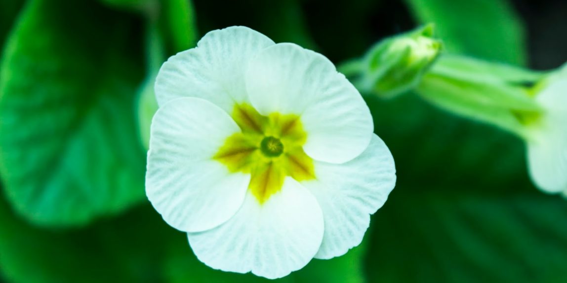 Полевые цветы