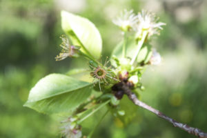 цветки вишни