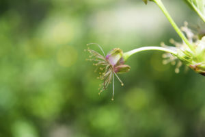 цветки вишни