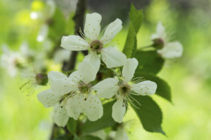 цветки вишни