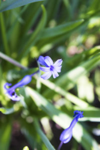 полевые цветы