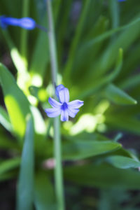 полевые цветы