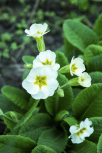 полевые цветы