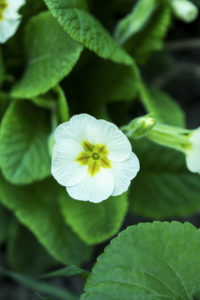 полевые цветы