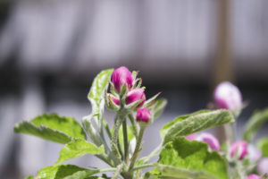 цветки яблони