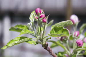 цветки яблони