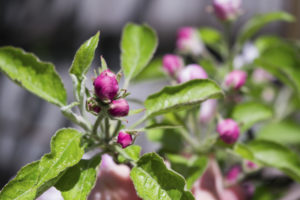 цветки яблони