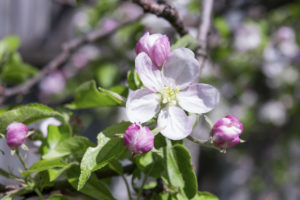 цветки яблони
