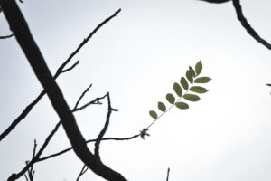 птица в небе