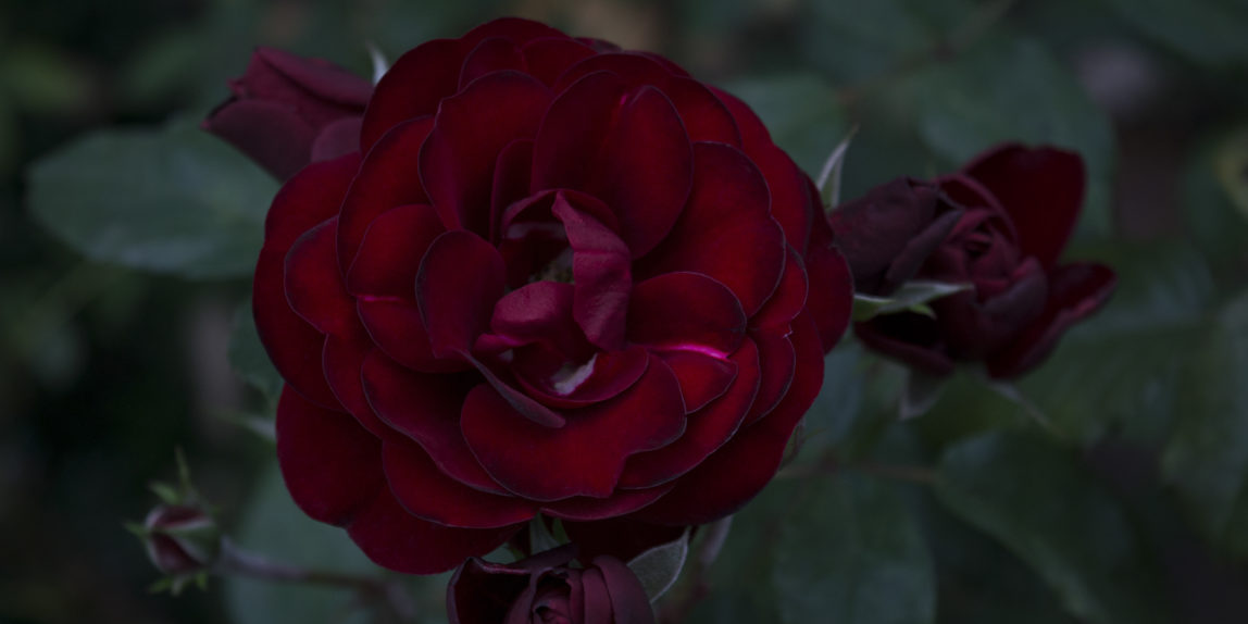 красная роза