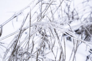 лед на ветках