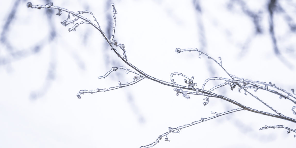 лед на ветках