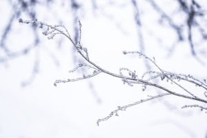 лед на ветках