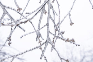 лед на ветках