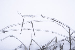 лед на ветках