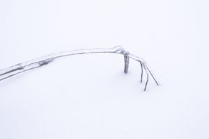 лед на ветках