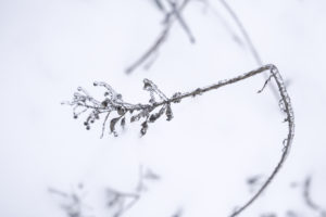 лед на ветках