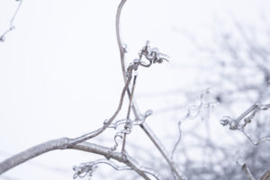 лед на ветках