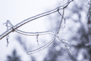 лед на ветках