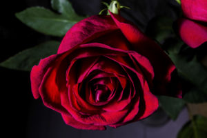 красная роза