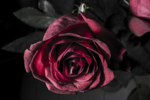 красная роза