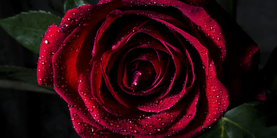 красная роза