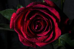 красная роза