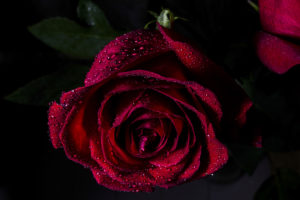 красная роза