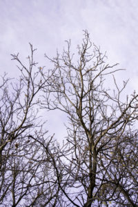 Дерево зимой