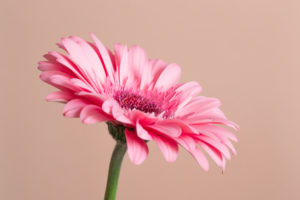 розовая гербера