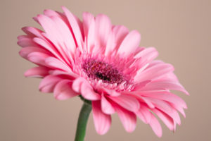 лепестки розовой герберы