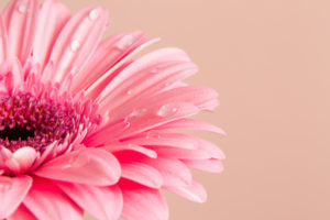 розовая гербера