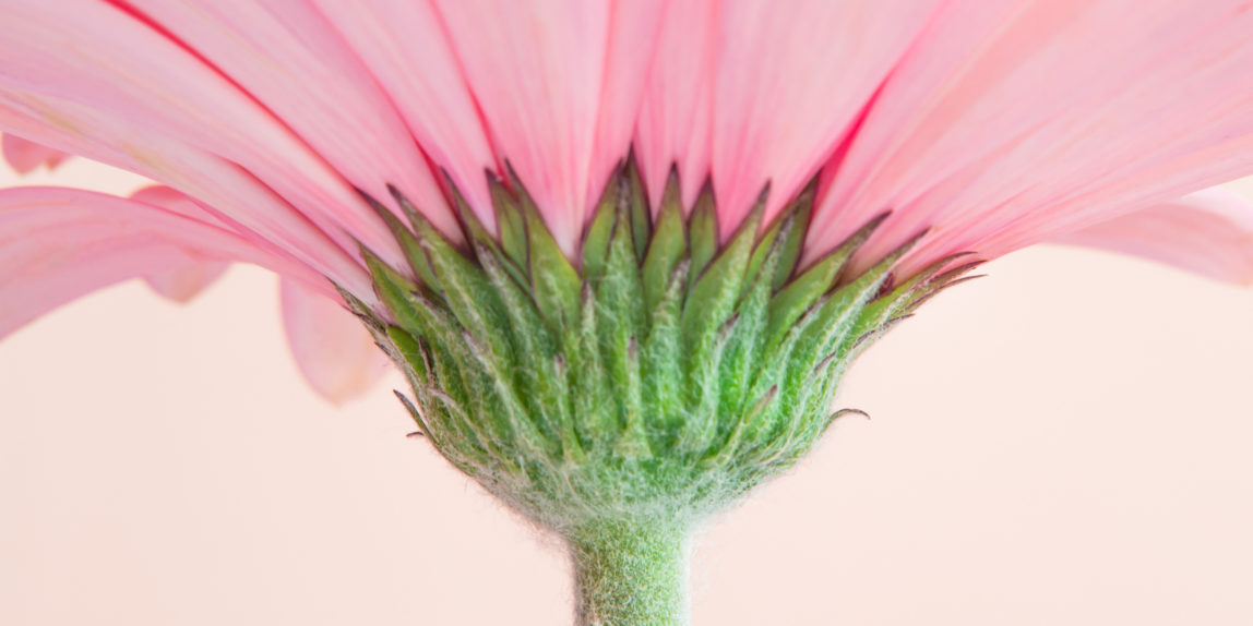 розовая гербера