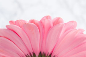 лепестки розовой герберы