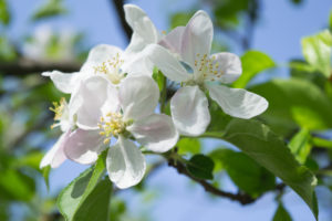 Spring_2019_7Ann яблоня