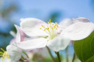Spring_2019_7Ann яблоня