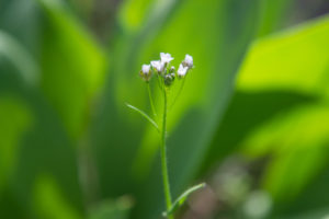 Spring_2019_7Ann