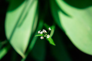 Spring_2019_7Ann