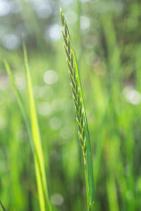 трава макро фотографии