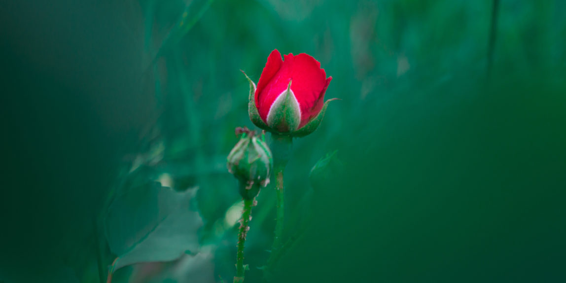 красная роза