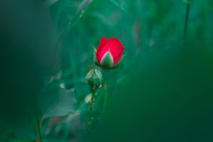 красная роза