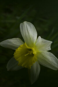 narcissus