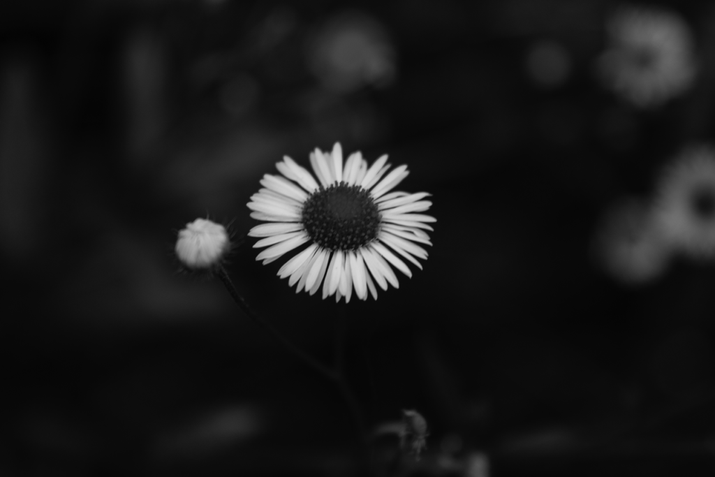 Botany: [Matricatia]