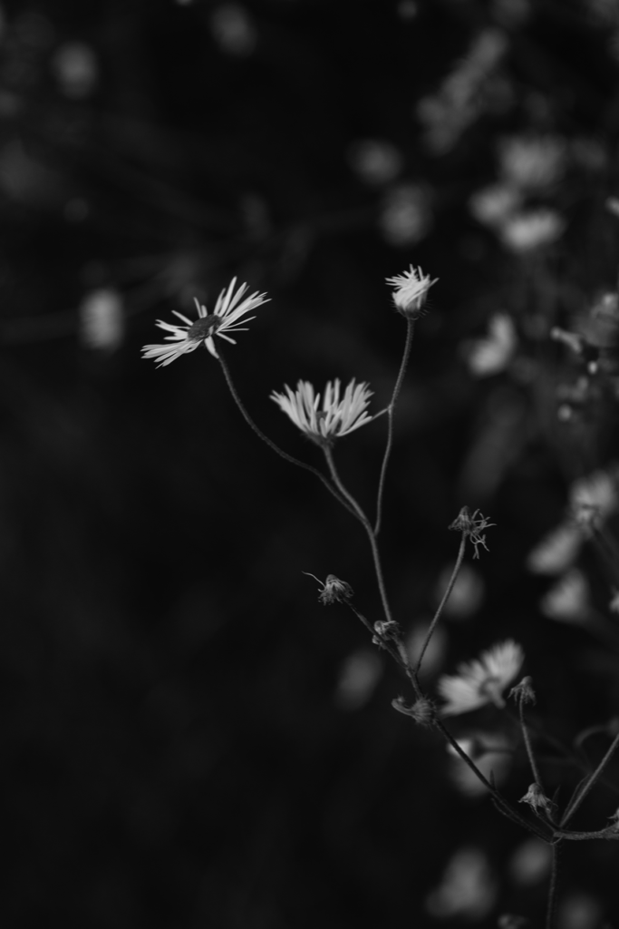 Botany: [Matricatia]