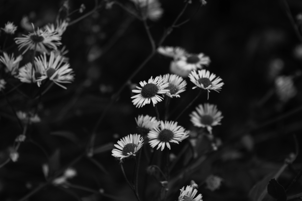 Botany: [Matricatia]