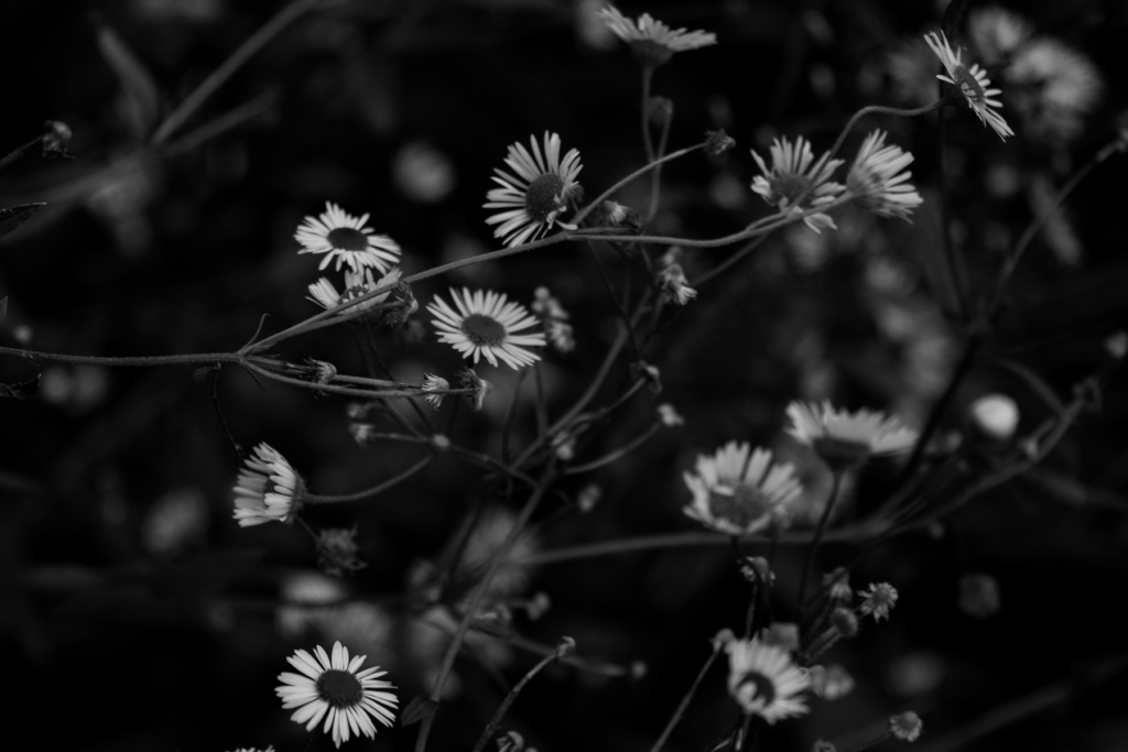 Botany: [Matricatia]