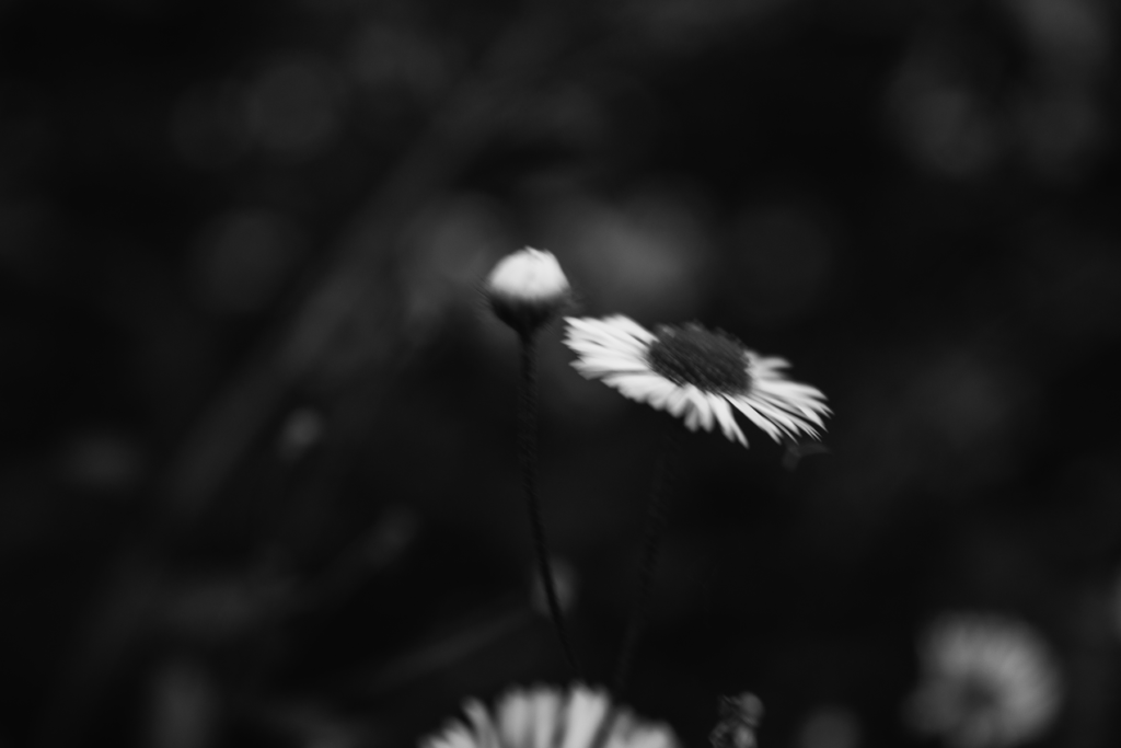 Botany: [Matricatia]