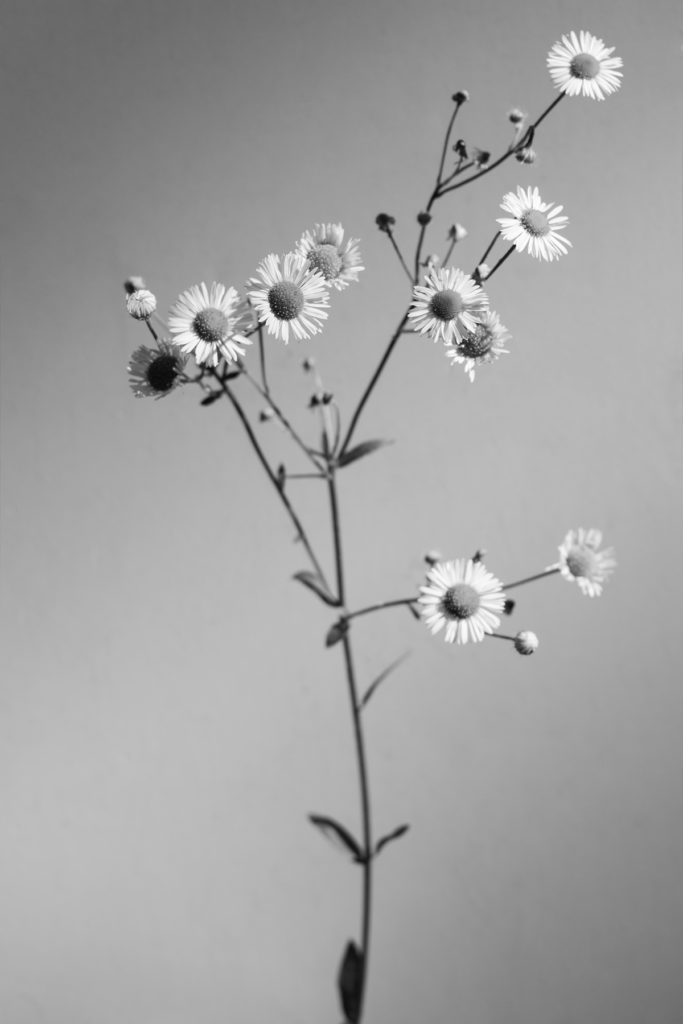 Botany: [Matricatia]